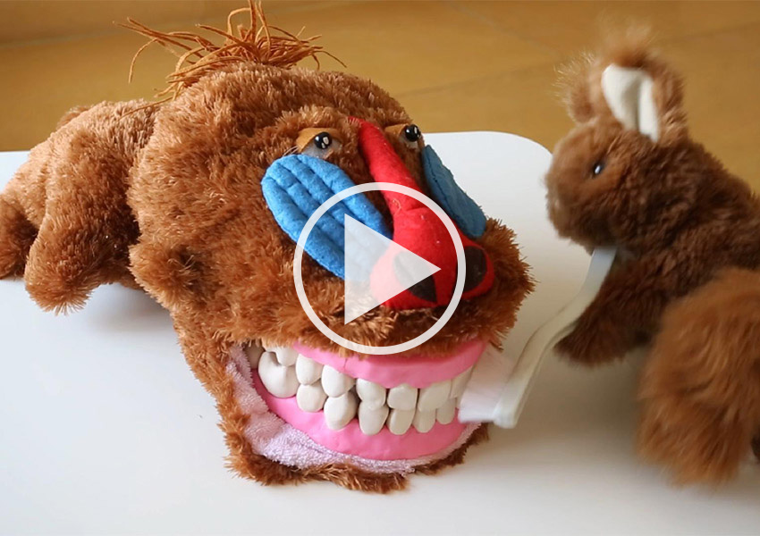 Bass Brushing Technique