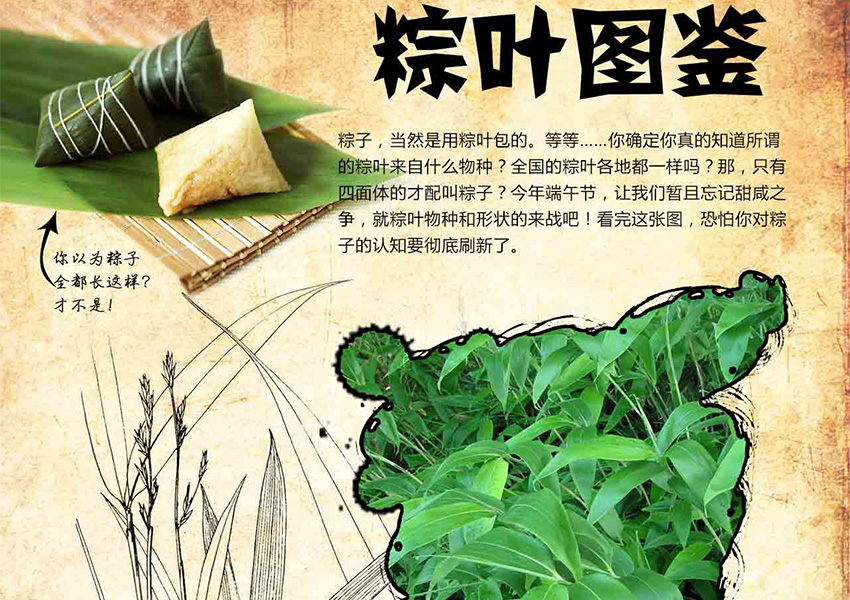 Pictorial Keys to Zongzis Leaf Coat